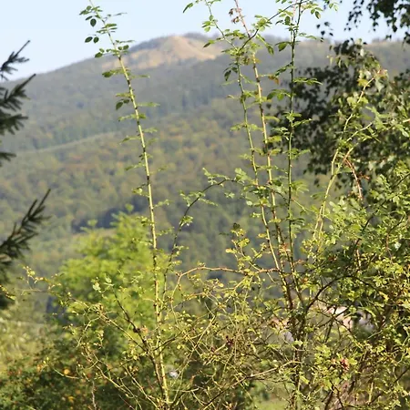 Gutsulochka